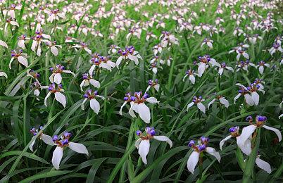 《Apex英雄》发布双重击收集活动预告 将推出四排模式